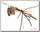 Блесна SPRO Larva Mayfly Spinner 5см 4гр perch