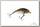 Воблер Savage Gear 3D Goby Сrank SR 4см 3гр F goby