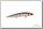 Воблер Jackall Rerange 110 SP uv mat silver tiger