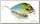 Воблер Lucky Craft Clutch SR 192 MS Japan shad 033