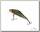Воблер Zipbaits Khamsin jr SR SR 021R